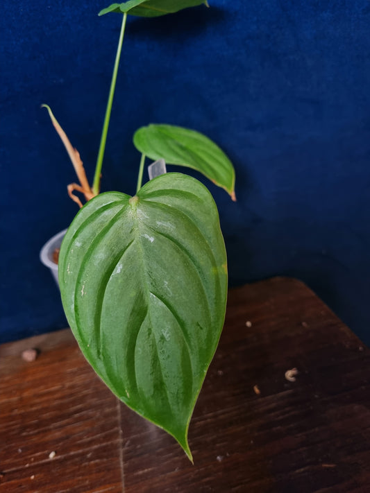 Philodendron Tenue