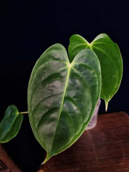 Anthurium Esmeraldense