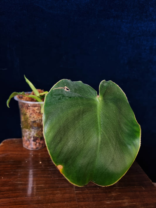 Philodendron Rugosum