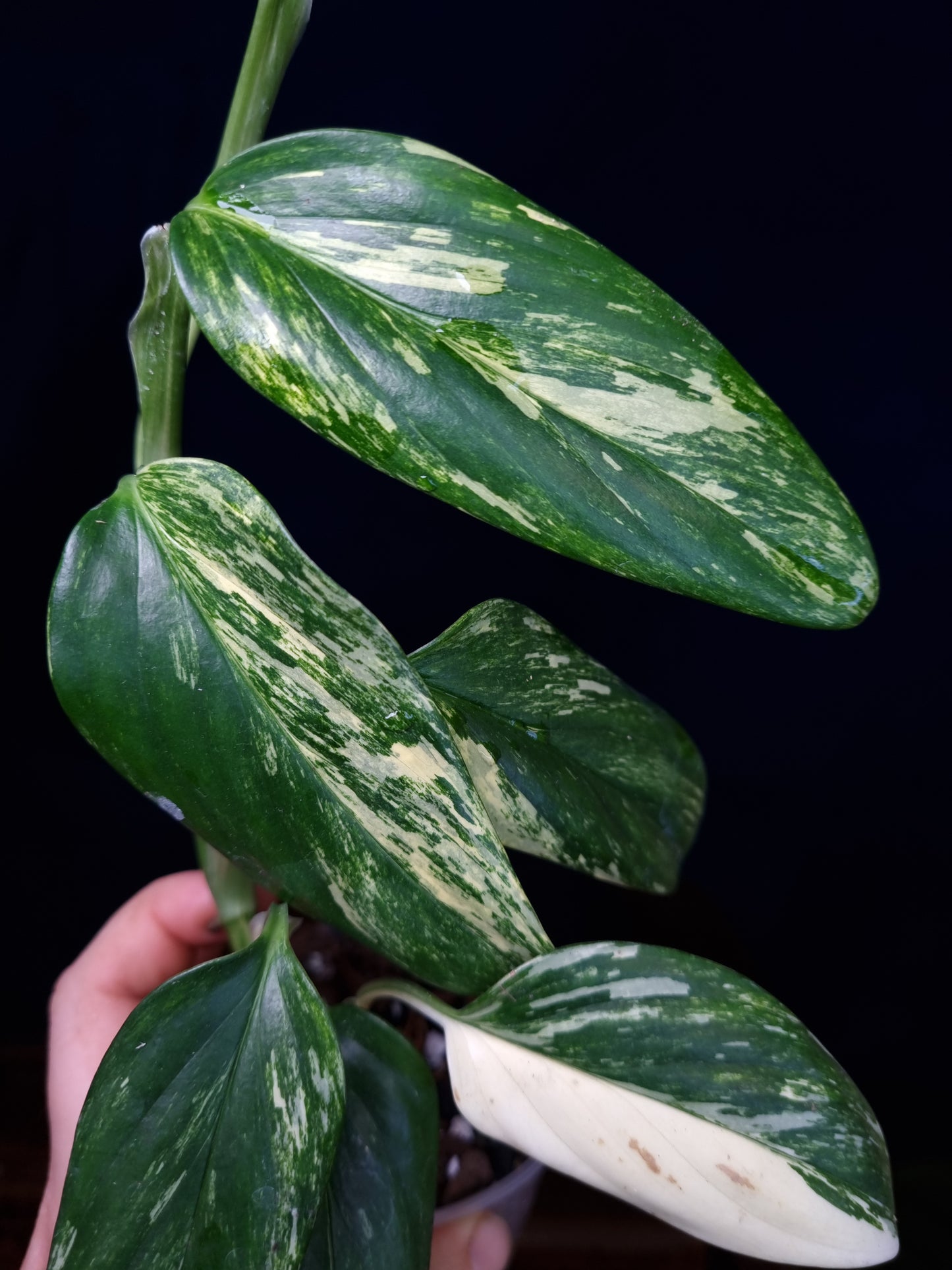 Monstera Standleyana Aurea Medium