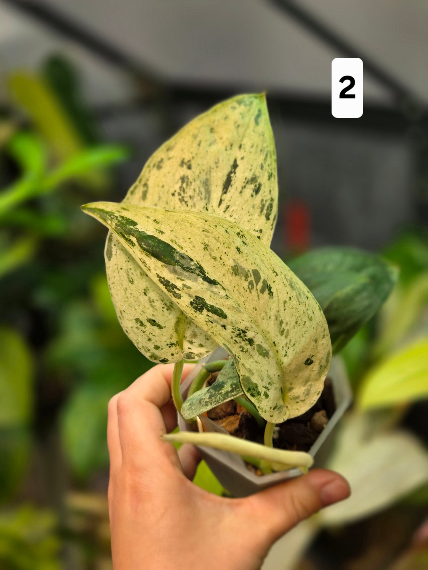 Scindapsus Jade Satin Marble Queen Medium