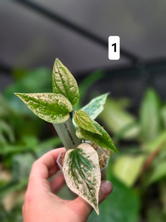 Piper Macropiper Variegata