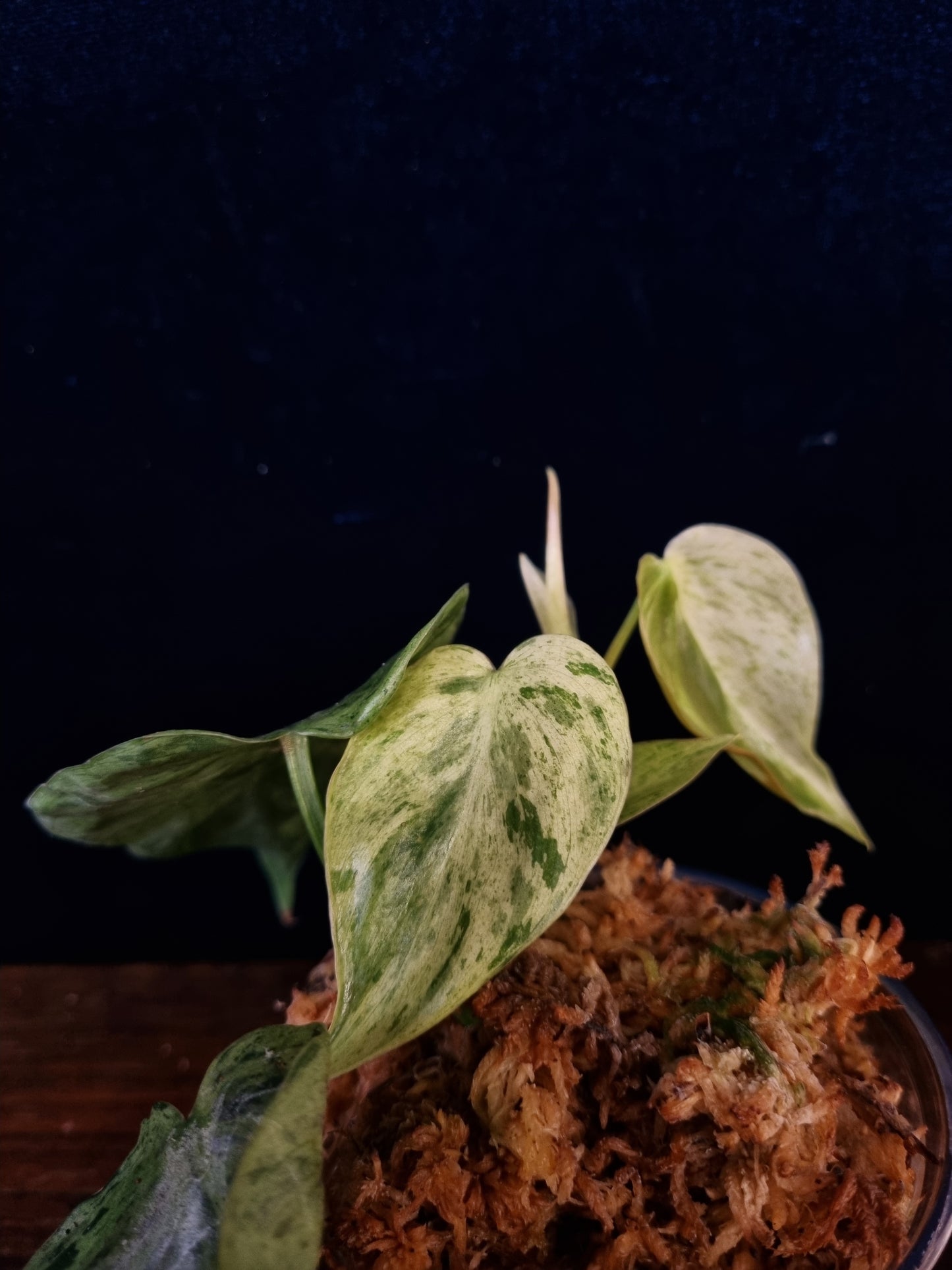 Philodendron Hederaceum  Oxycardium Variegata