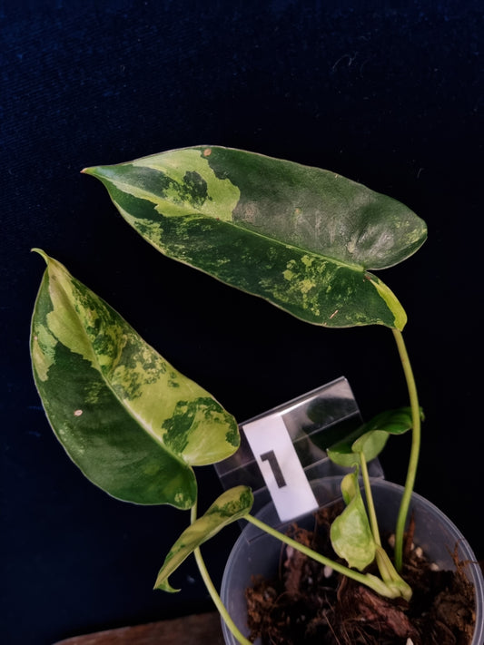 Philodendron Burle Marx Variegata