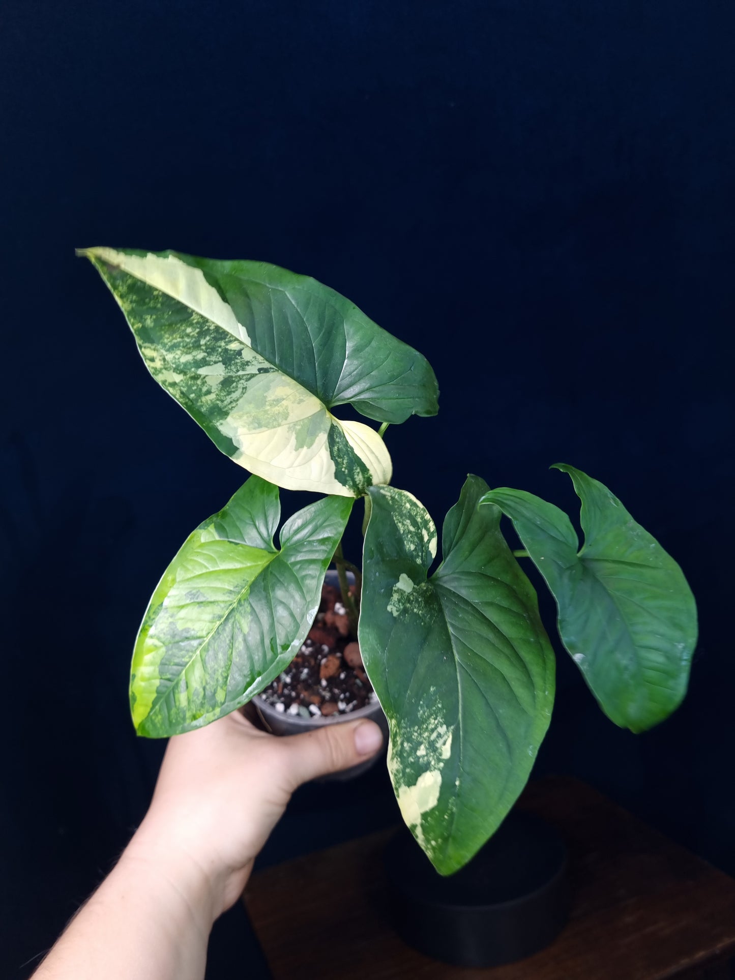 Syngonium Podophyllum Aurea