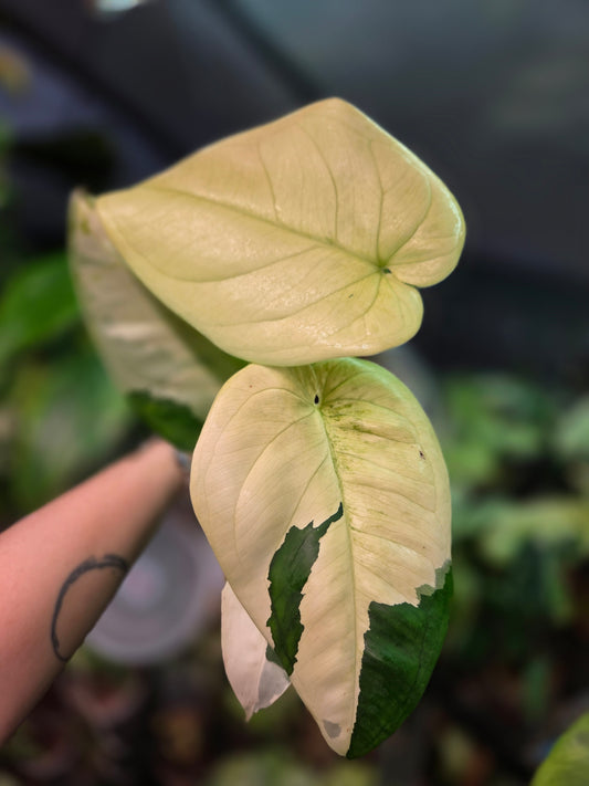 Syngonium Chiapense Variegata