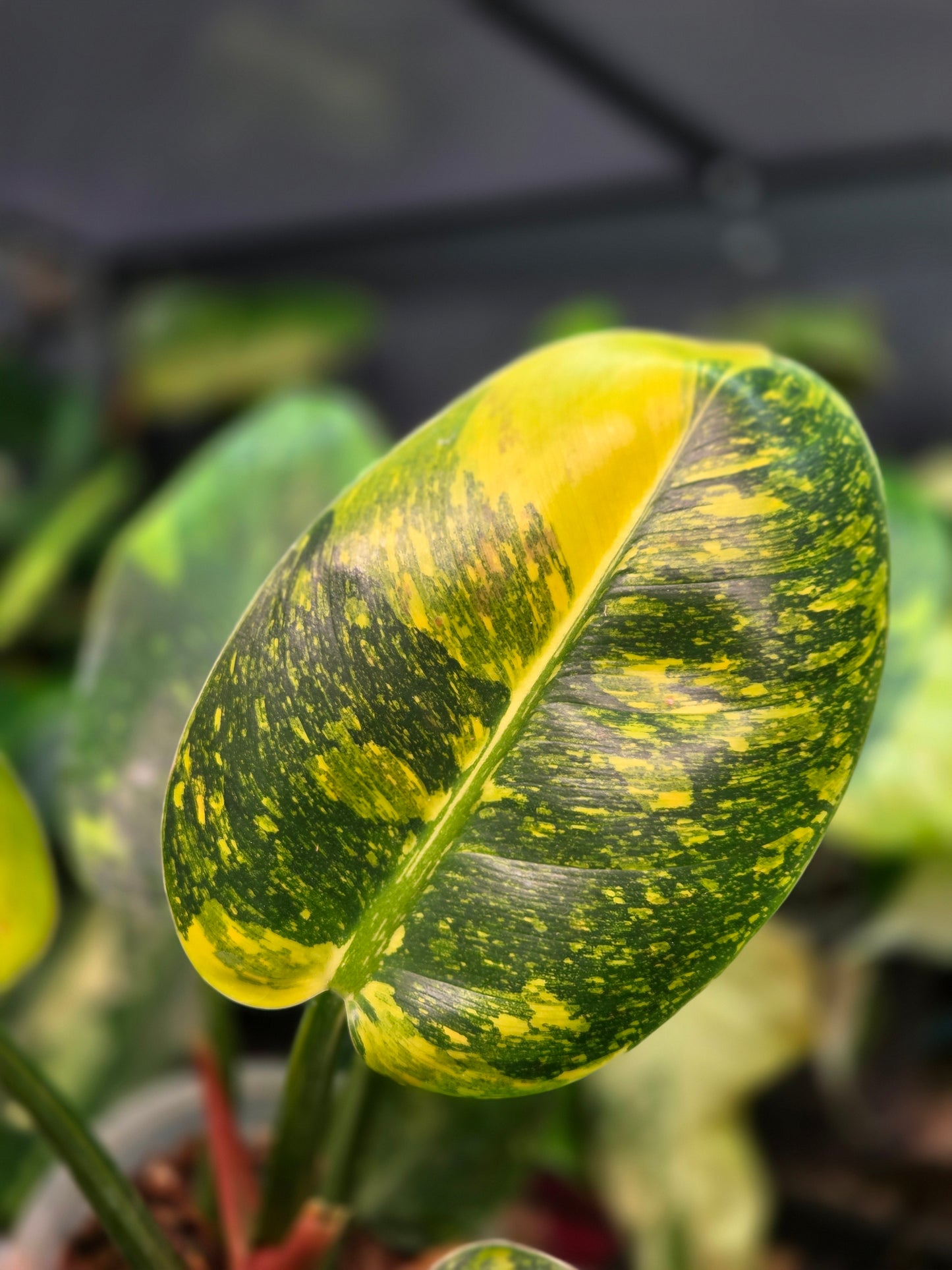 Philodendron Green Congo Marble Variegata