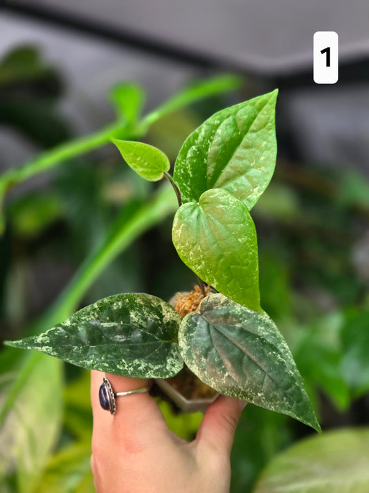 Piper Macropiper Variegata