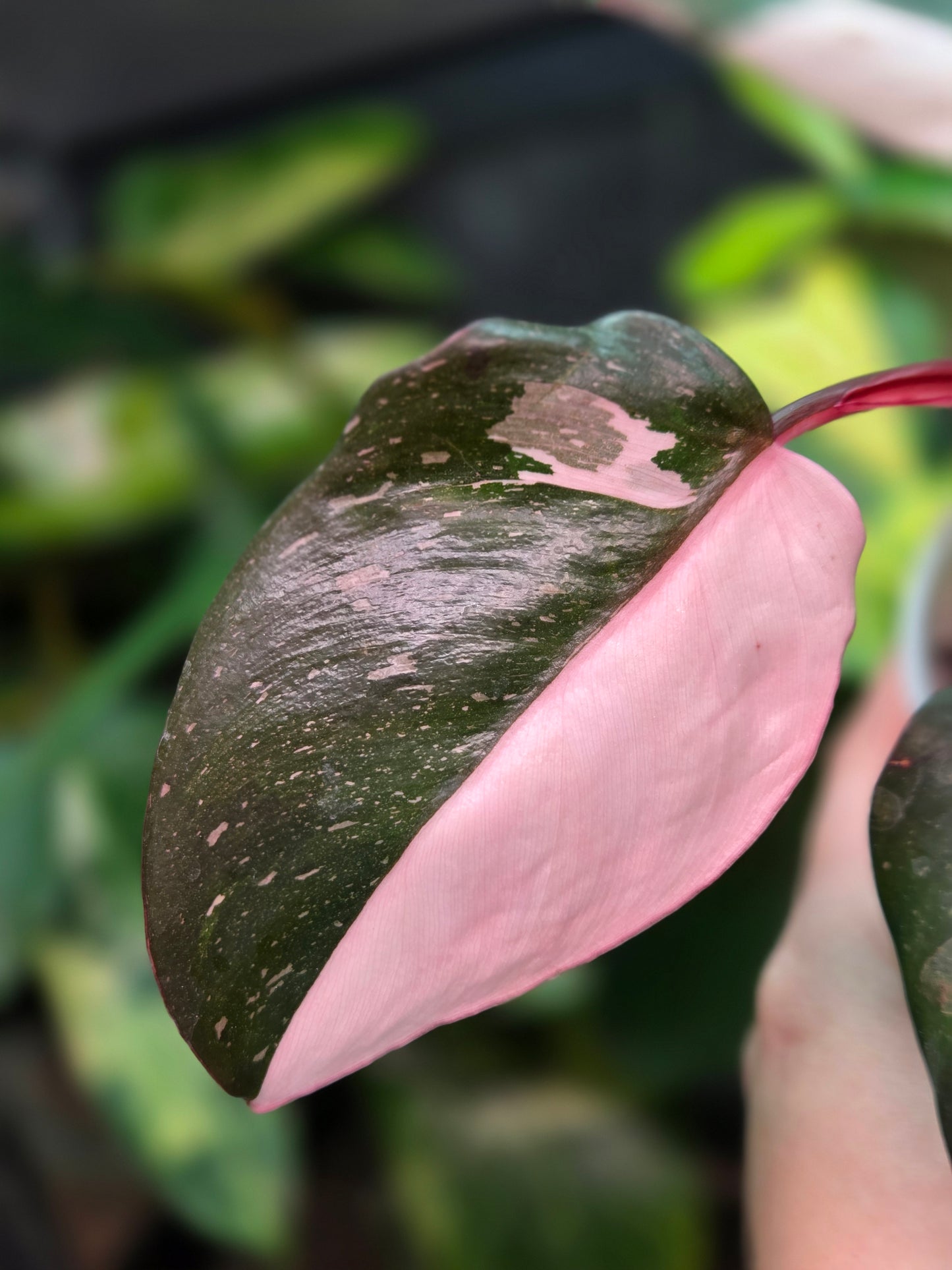 Philodendron Red Anderson