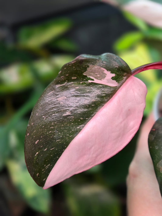 Philodendron Red Anderson