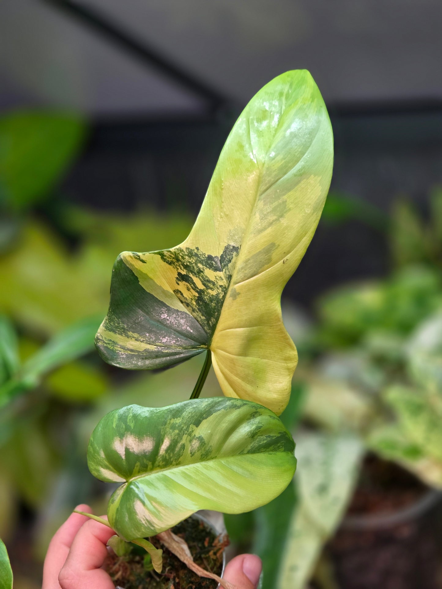 Philodendron Bipennifolium Variegata