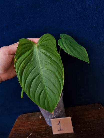 Philodendron Tenue