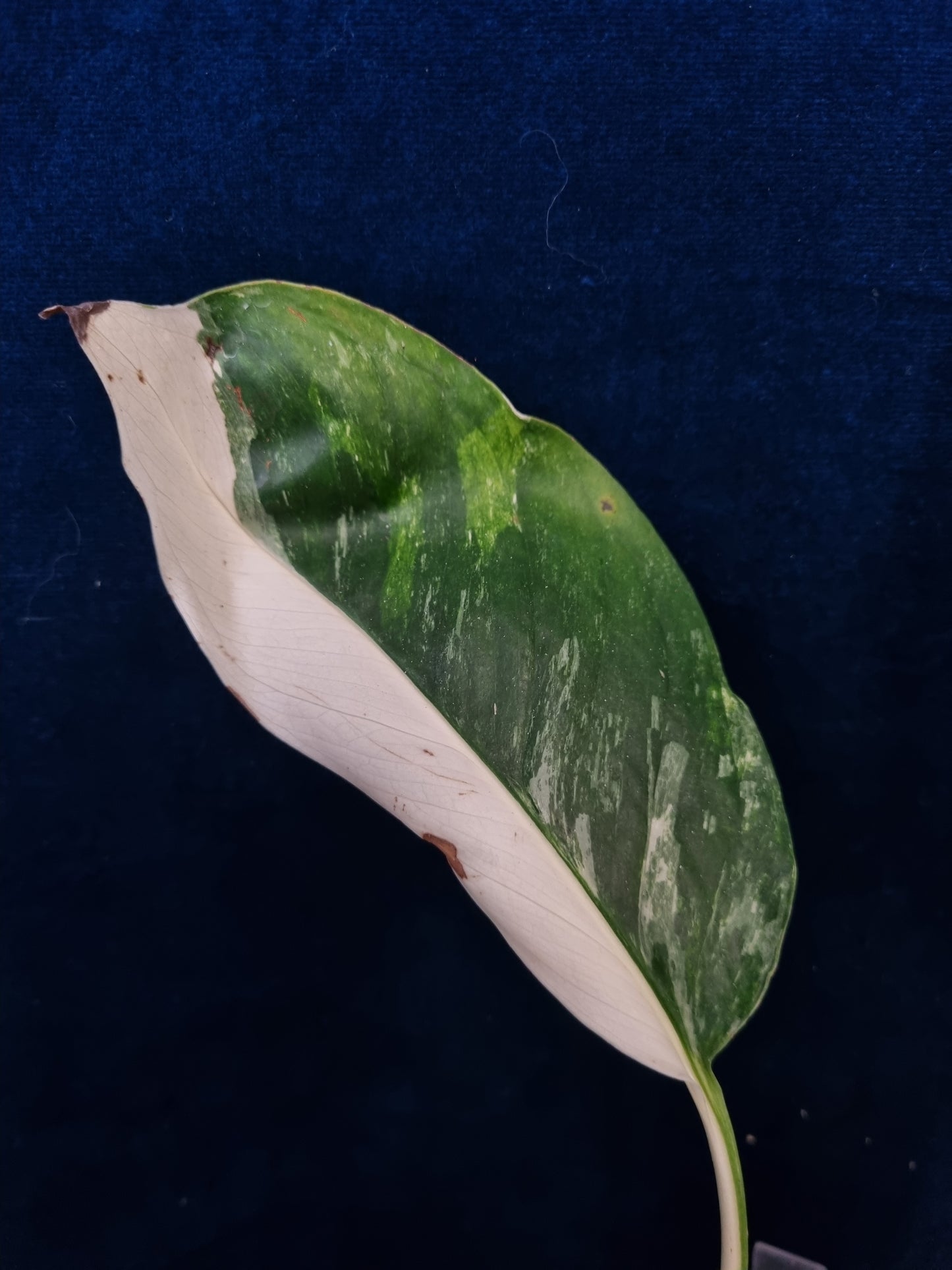 Monstera Lechleriana Variegata