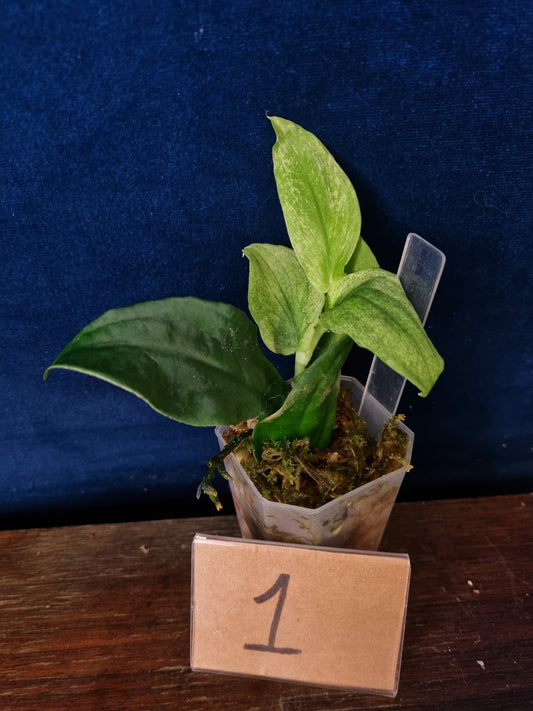 Rhaphidophora Korthalsii