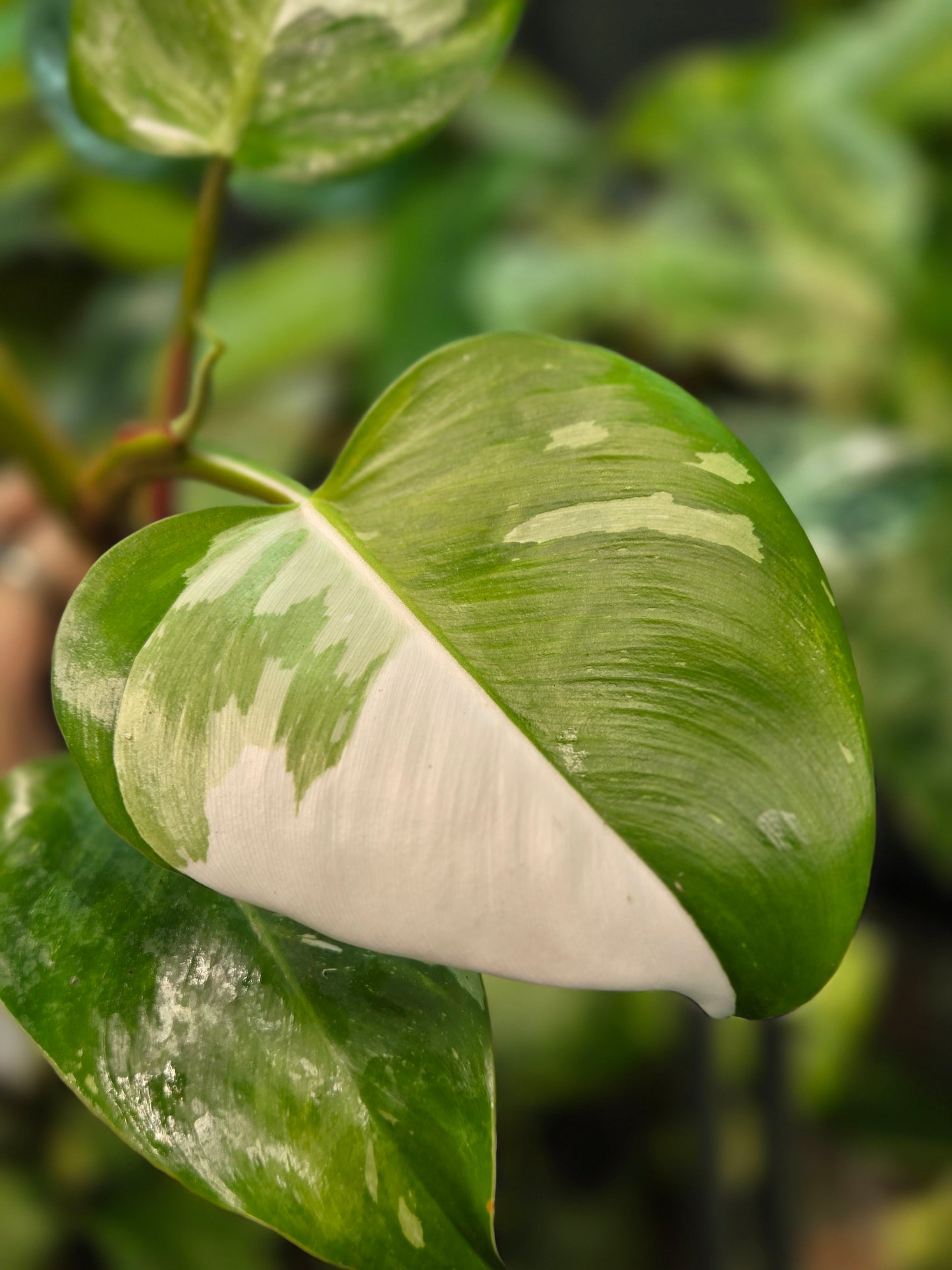 Philodendron White Princes Tricolor Lime/Fresh Aurea