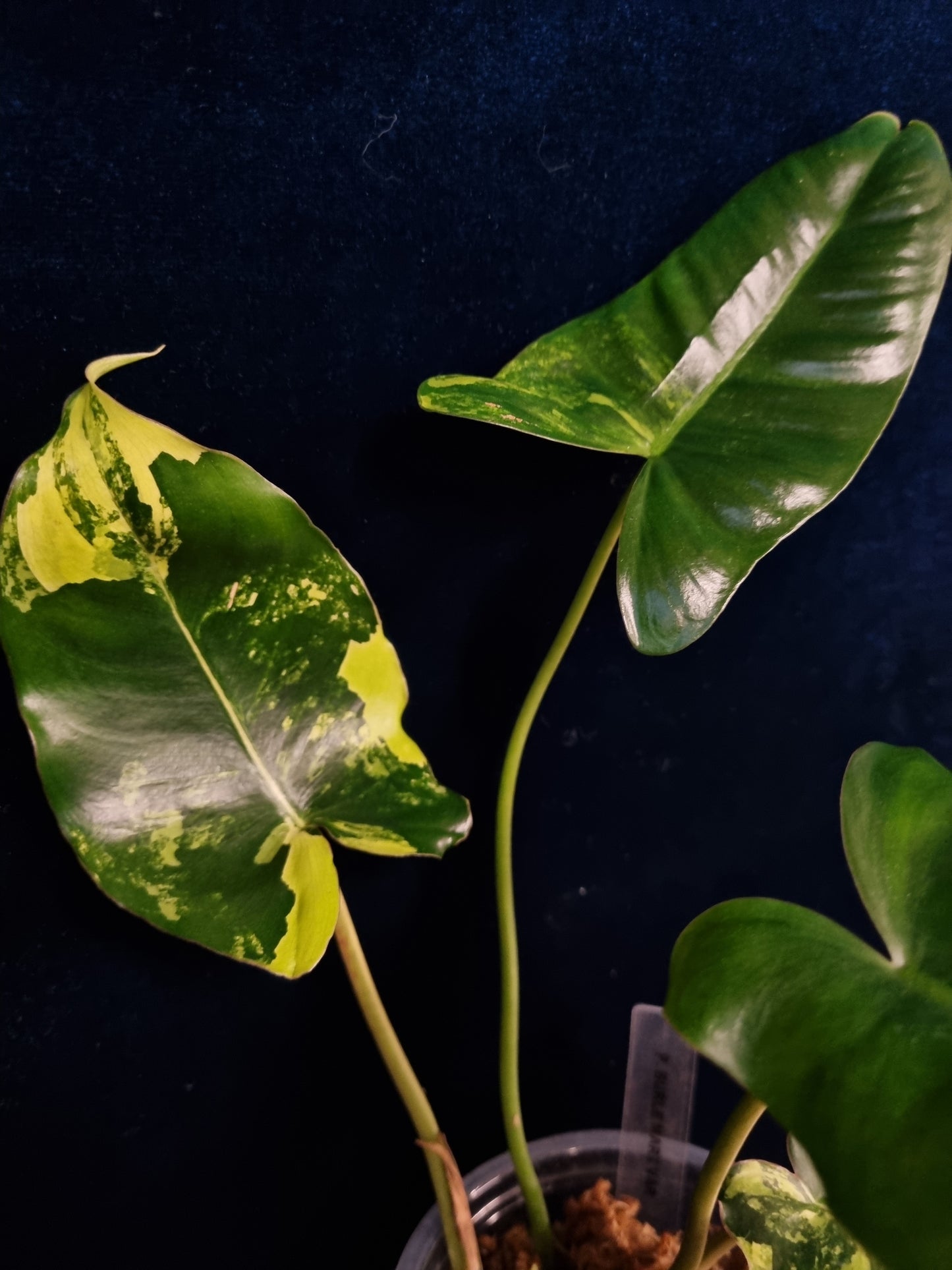 Philodendron Burle Marx Variegata