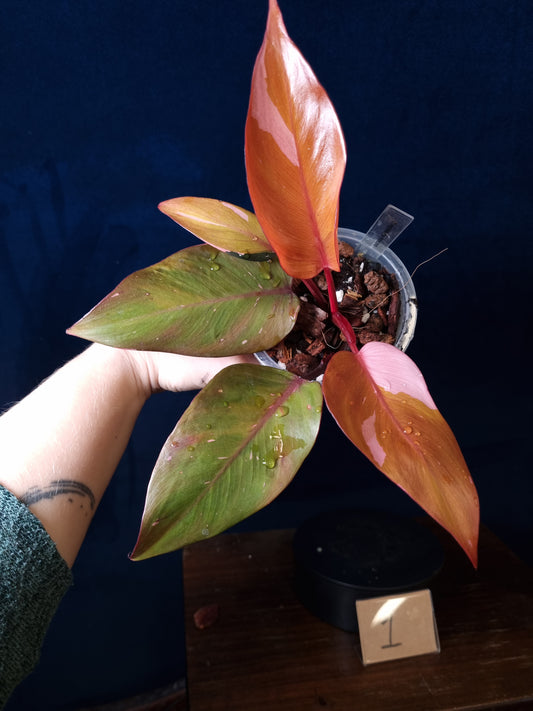 Philodendron Persimmon Princess