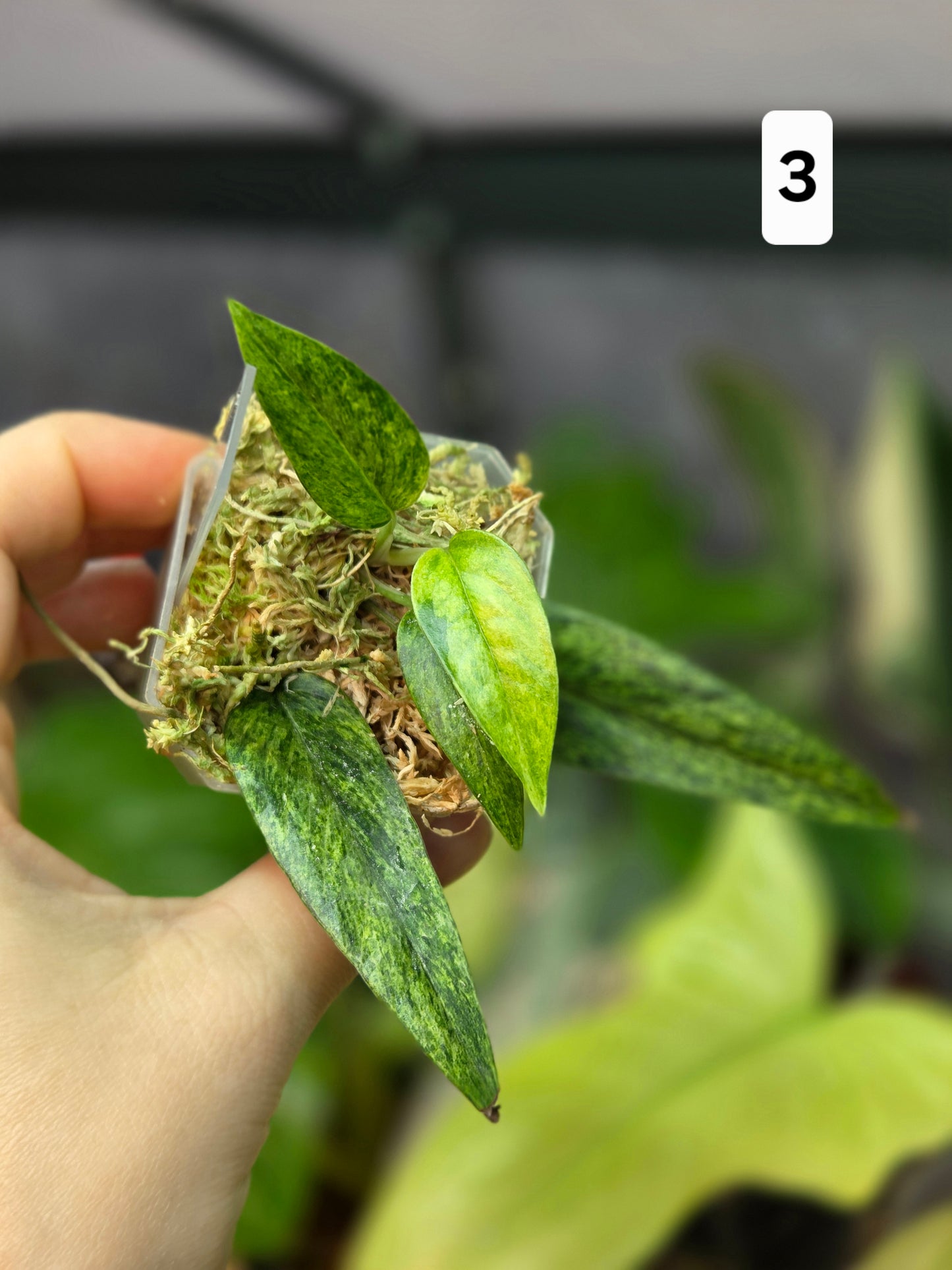 Epipremnum Cebu Blue Mint