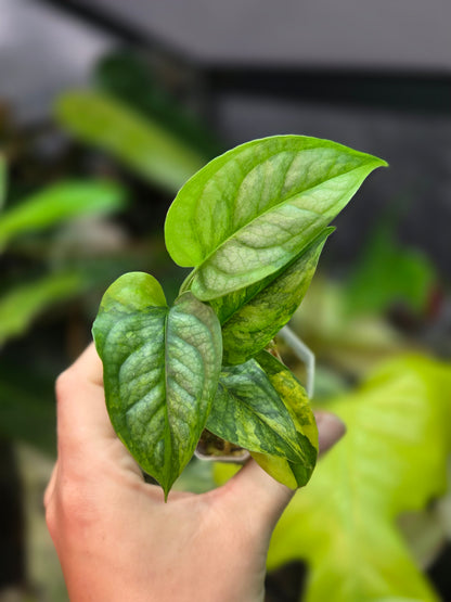 Monstera Siltepecana Aurea