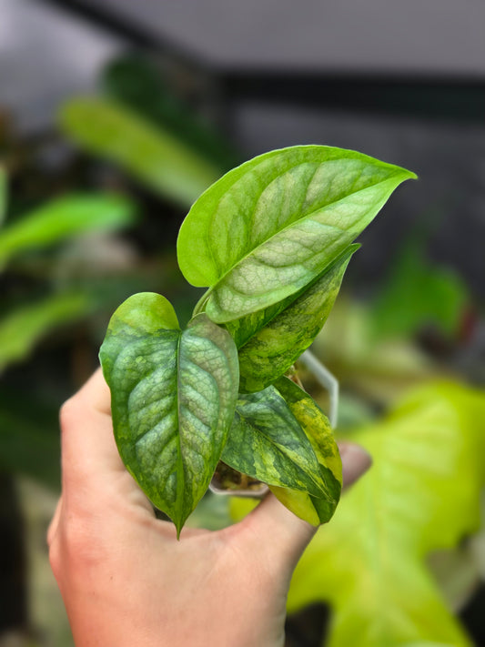Monstera Siltepecana Aurea