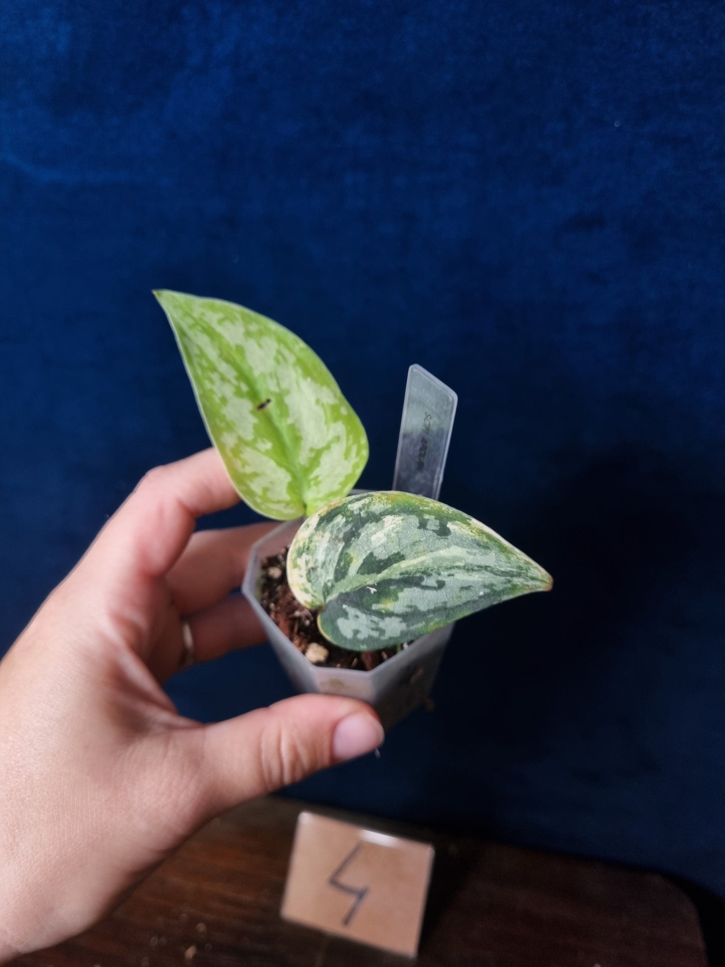Scindapsus Apolaki