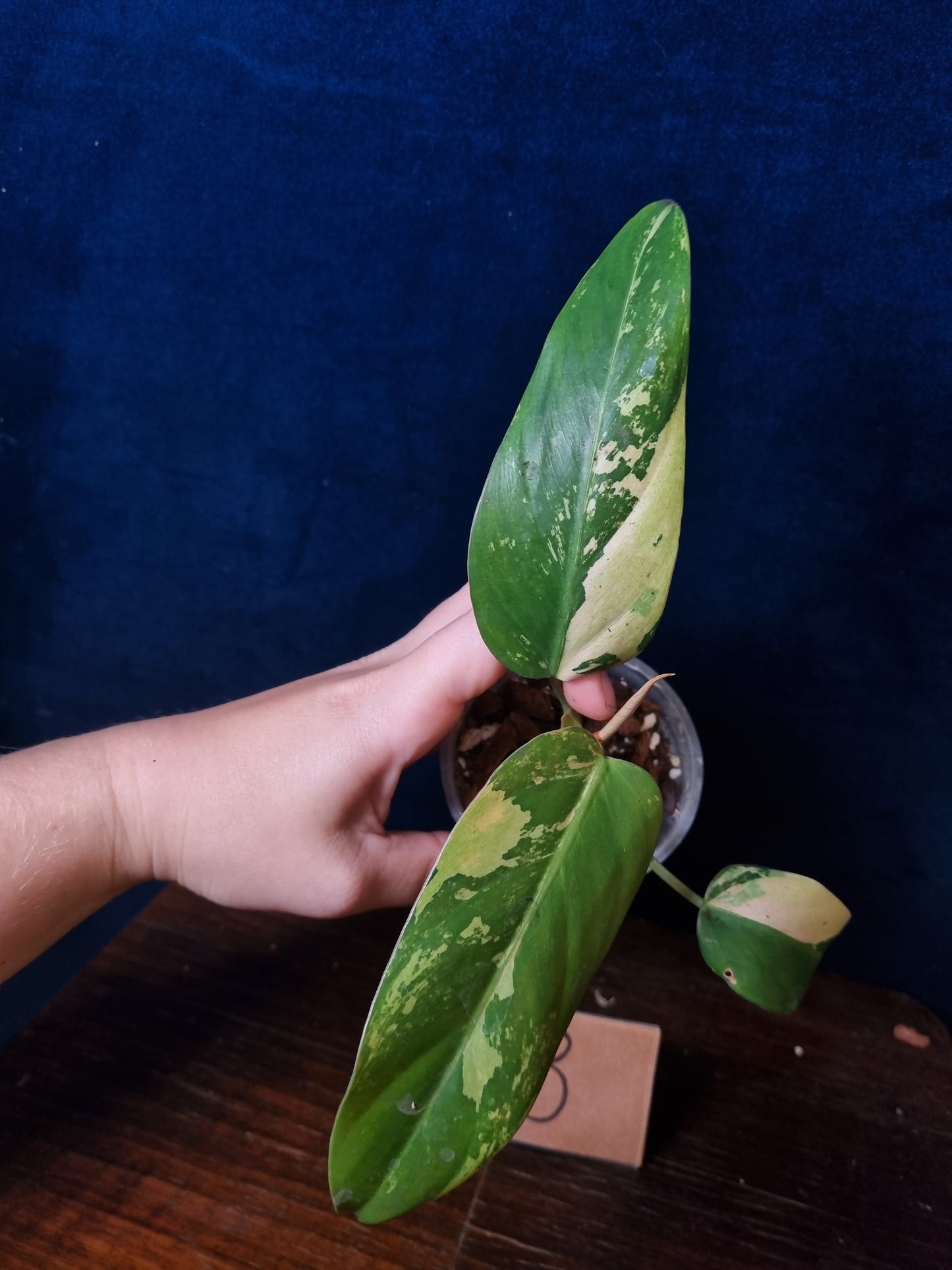 Philodendron Whipple Way Marble/Mint