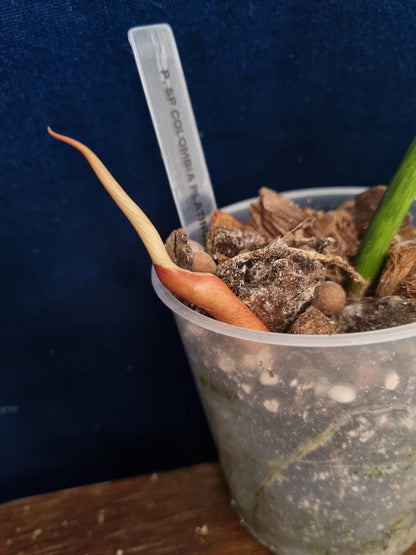 Philodendron SP Colombia