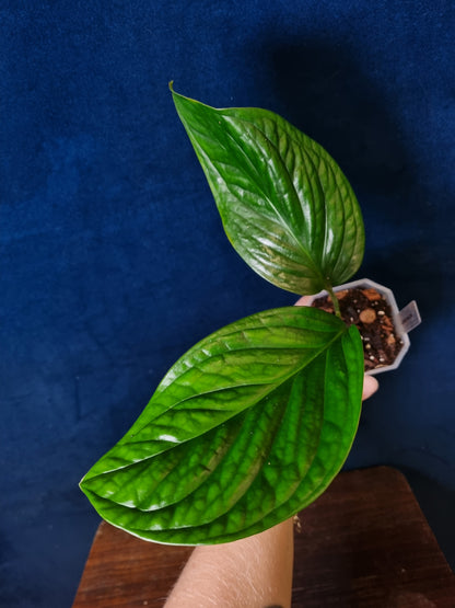 Monstera Pinnatipartita