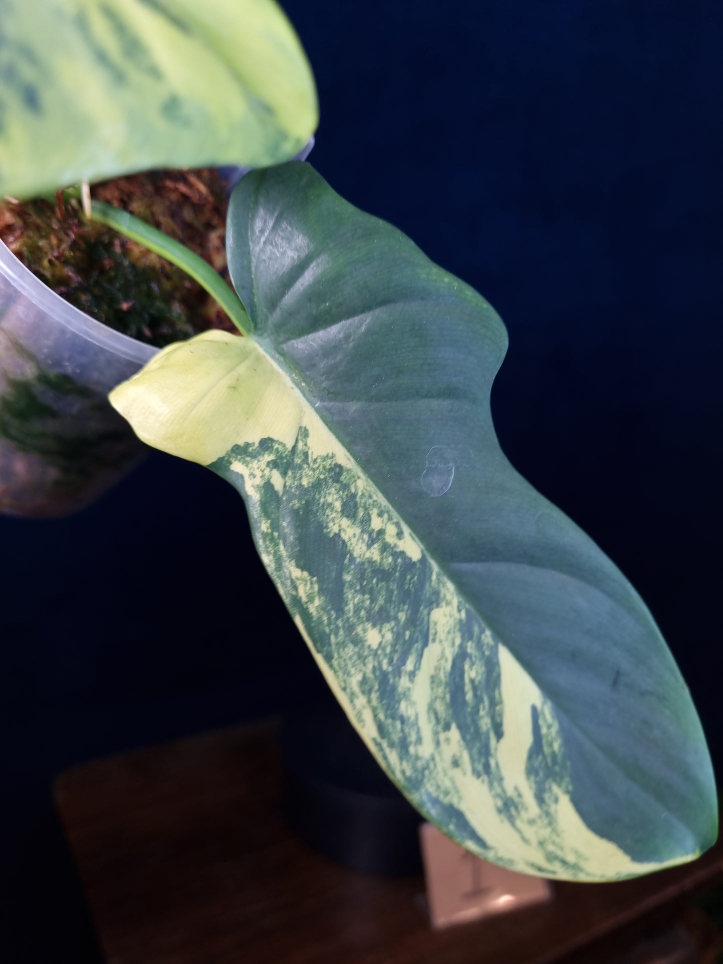 Philodendron Bipennifolium Variegata