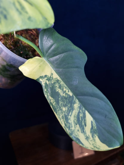 Philodendron Bipennifolium Variegata