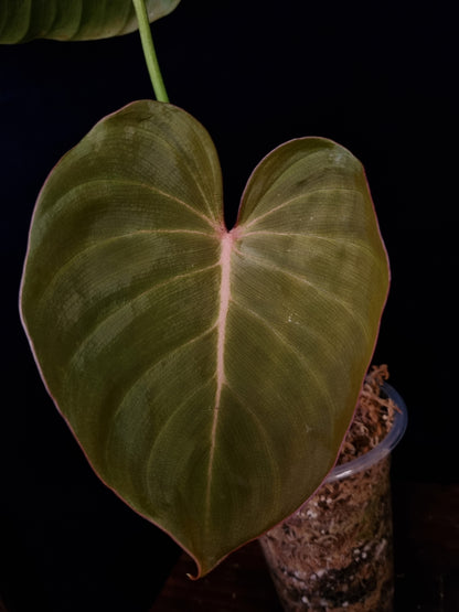 Philodendron Pink Glory