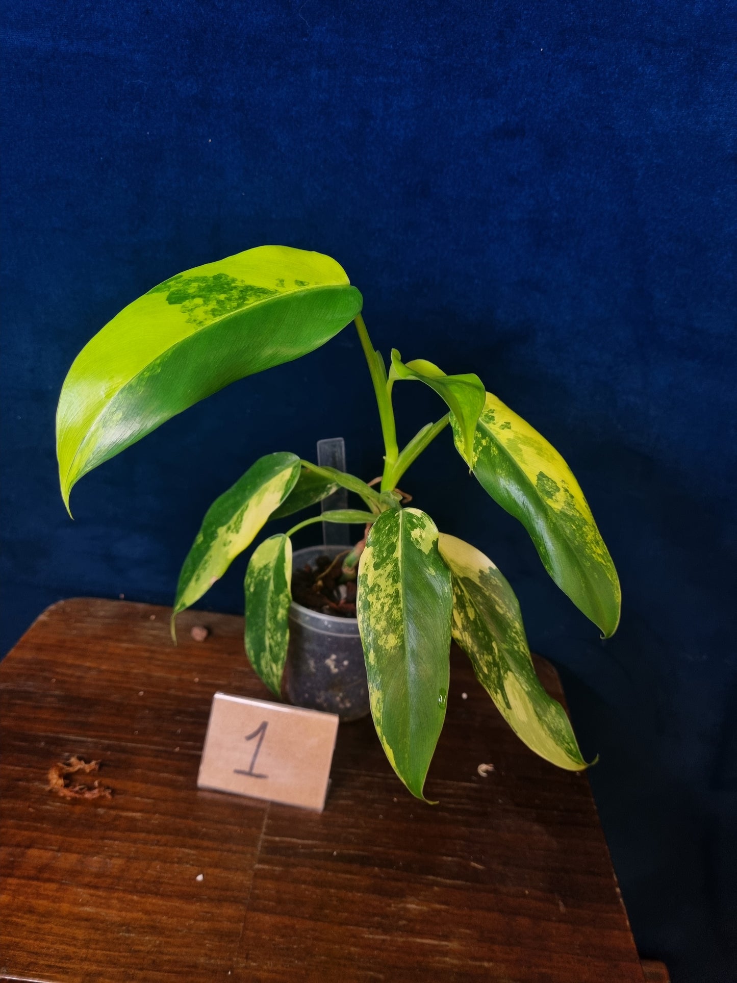 Philodendron Domesticum Variegata
