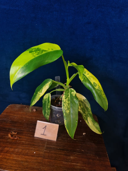 Philodendron Domesticum Variegata