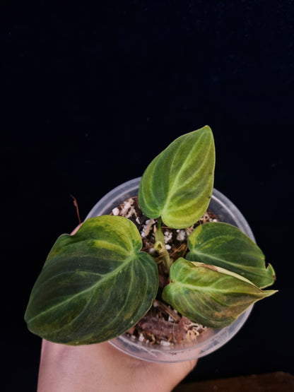 Philodendron Melanochysum Variegata -