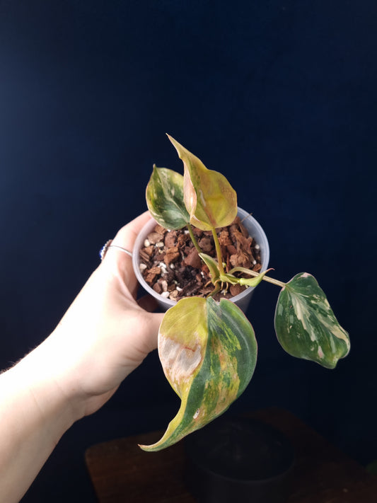 Philodendron Micans Variegata
