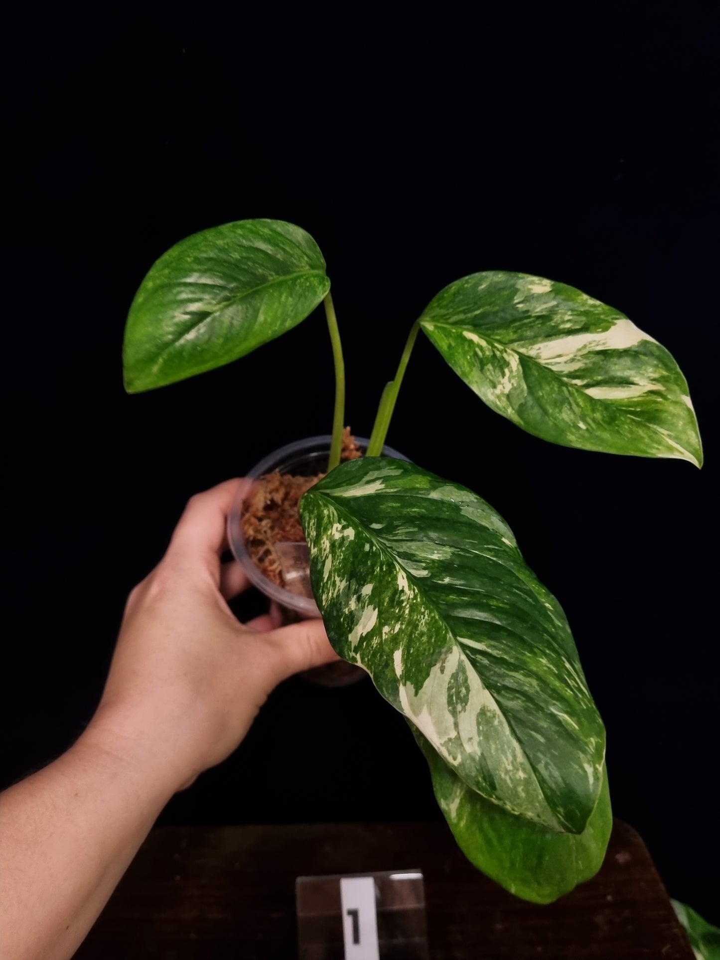 Monstera Lechleriana Variegata