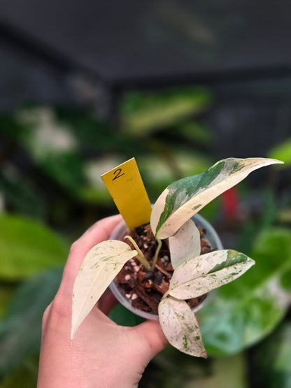 Epipremnum Pinnatum Cebu Blue Variegata