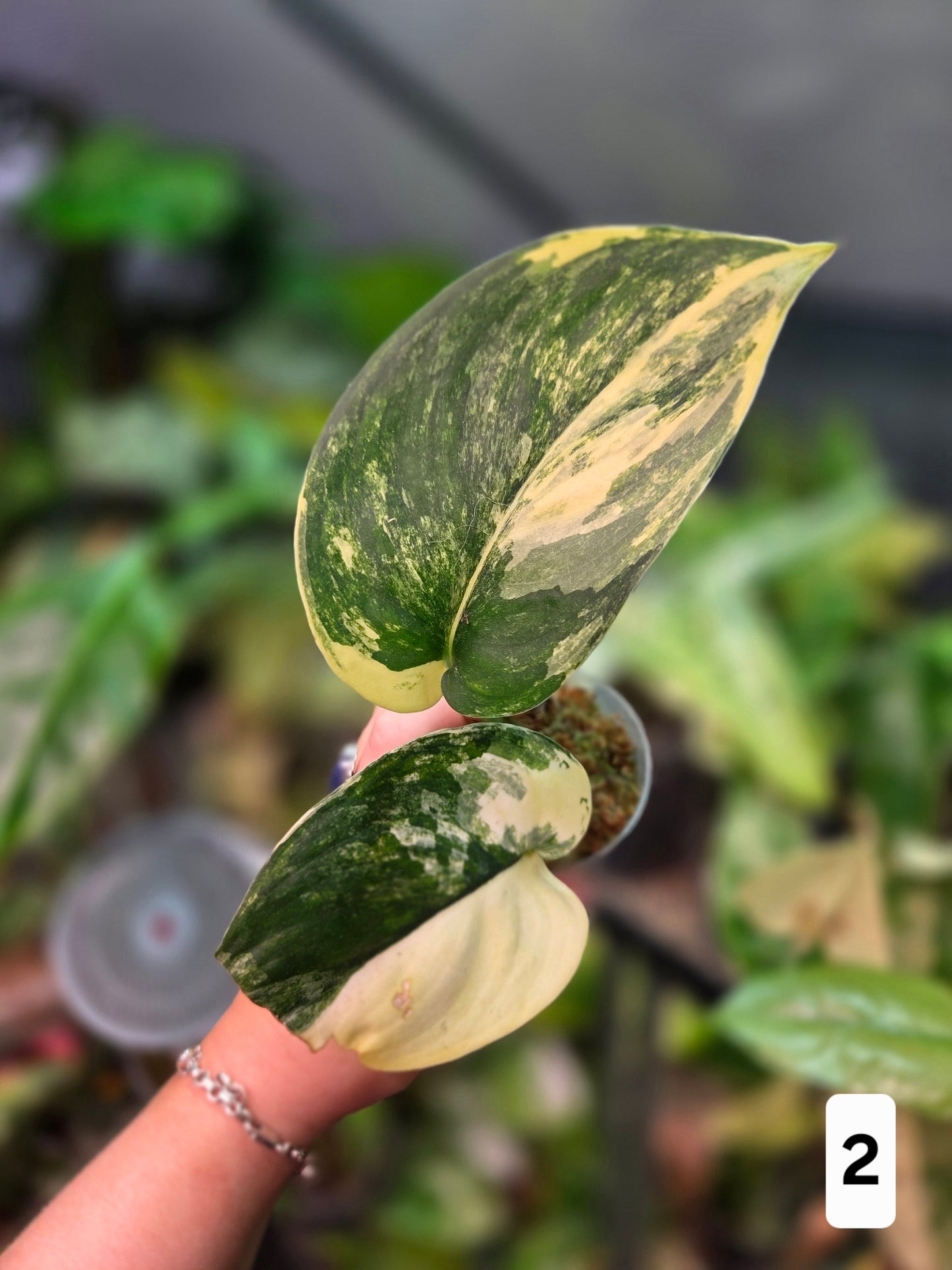 Scindapsus Jade Satin Aurea
