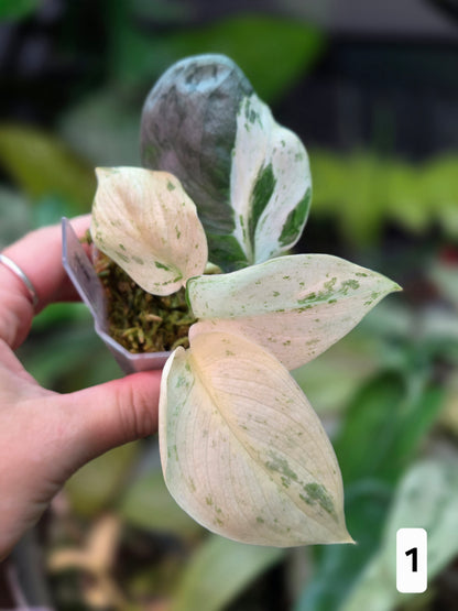 Scindapsus Peasun (More White Variegation) - Medium