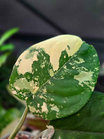 Syngonium Chiapense Variegata