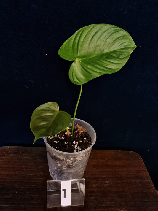 Philodendron Tenue