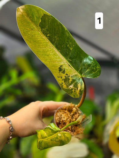 Philodendron Whipple Way Marble/Mint Medium