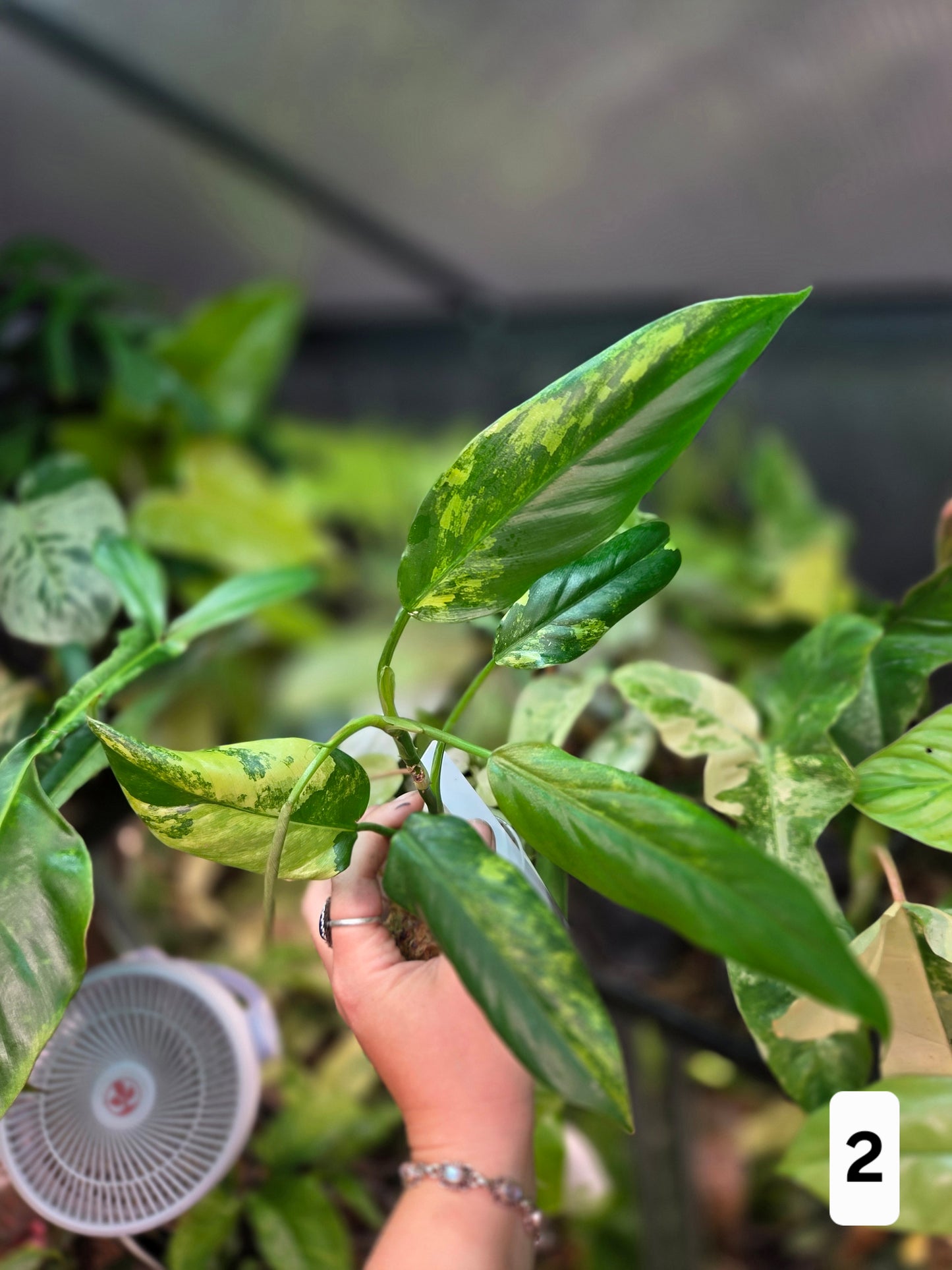 Philodendron Domesticum Variegata