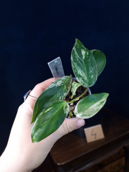 Philodendron Emerald Ice Small