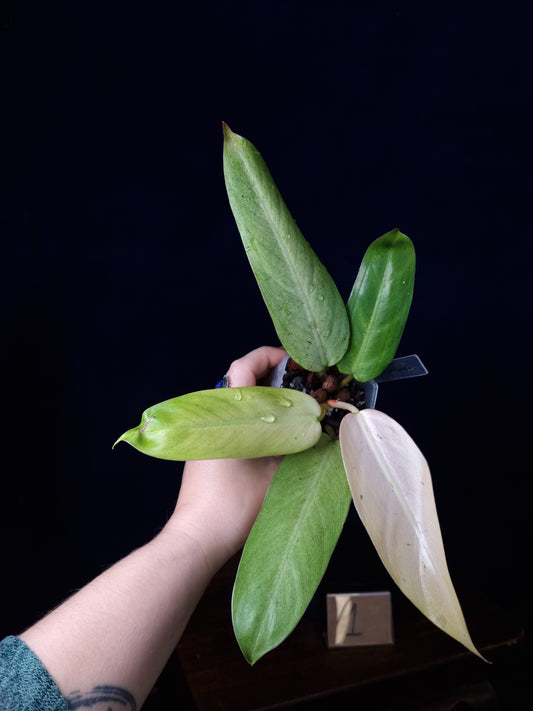 Philodendron Whipple Way Mottled