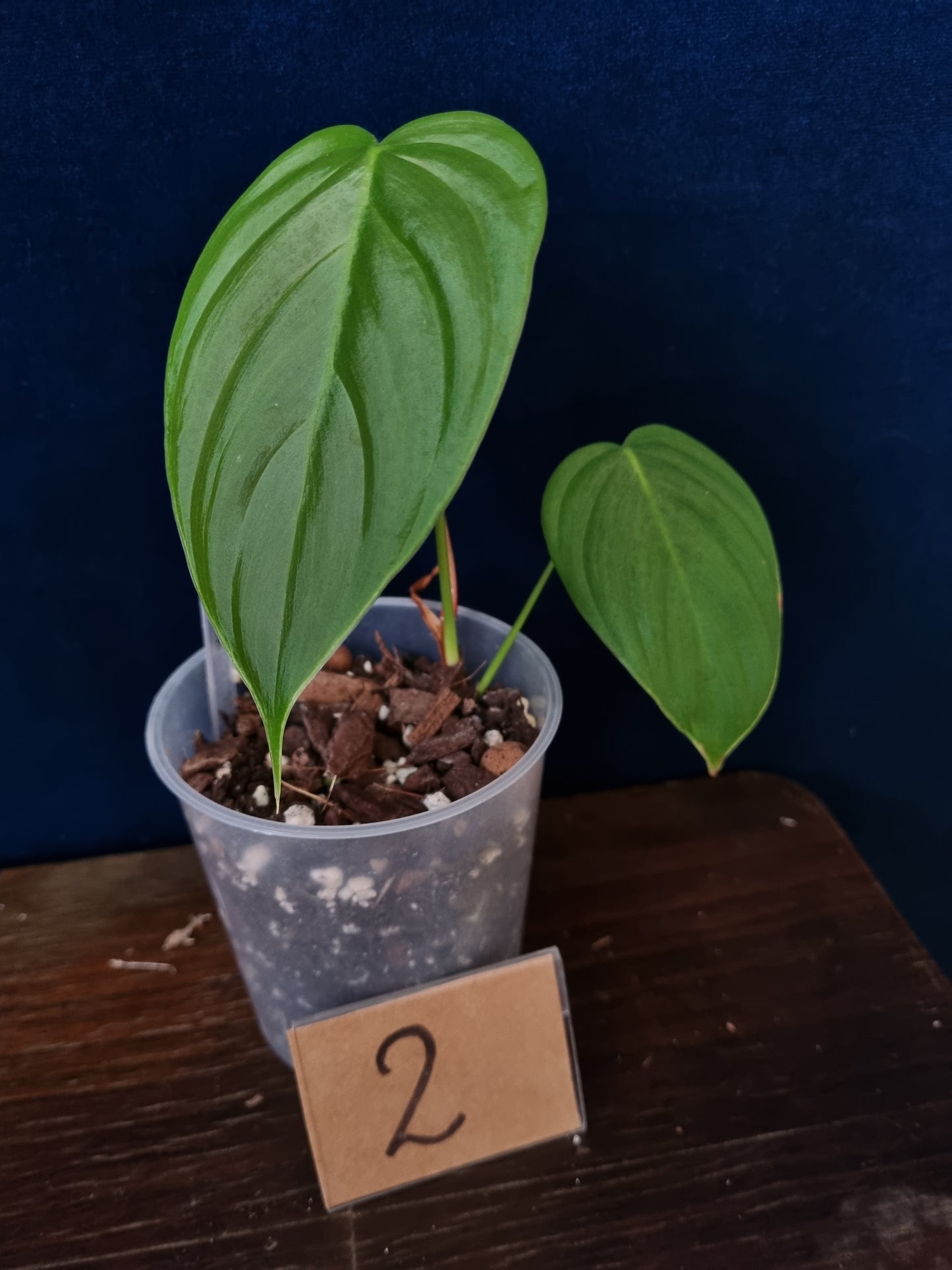 Philodendron Tenue