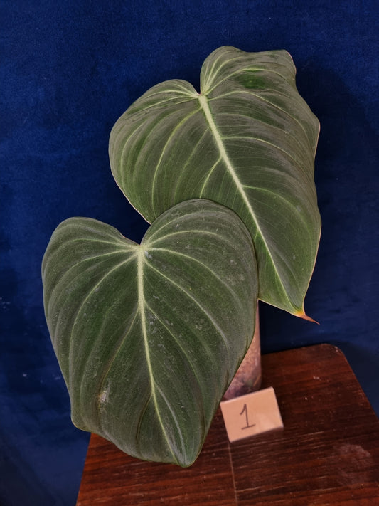 Philodendron Glorious