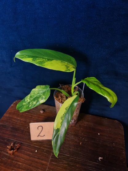 Philodendron Domesticum Variegata