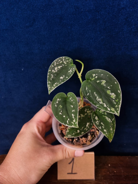 Scindapsus Pictus Tricolor