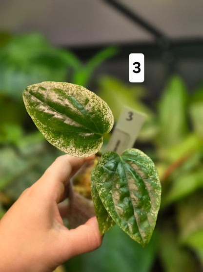 Piper Macropiper Variegata